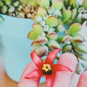 Cotyledon Pendens Trailing Succulent - 4 Inch Potted Live Plant