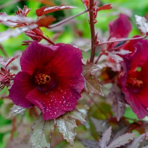 Cranberry Hibiscus Live Plants - 4 Pack - Tropical Hibiscus Flowers - 4-6 Inches Tall