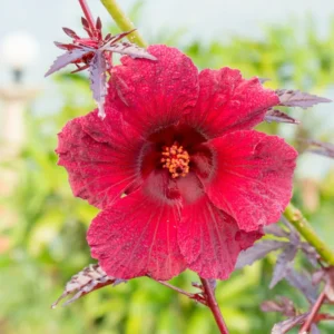 Cranberry Hibiscus Plant Pack 2 - Live Hibiscus Flower Plant - 4-6 Inches - Indoor/Outdoor