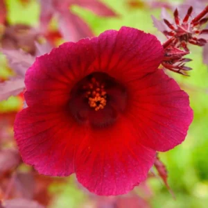 Cranberry Hibiscus Plant Pack 2 - Live Hibiscus Flower Plant - 4-6 Inches - Indoor/Outdoor