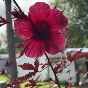 Cranberry Hibiscus Plant Pack 2 - Live Hibiscus Flower Plant - 4-6 Inches - Indoor/Outdoor