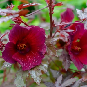 Cranberry Hibiscus Plants, 4 Live Red Hibiscus Flower Starters - 5 Inch Tall