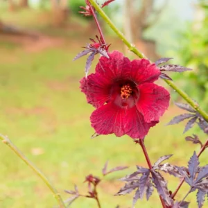 Cranberry Hibiscus Plants, 4 Live Red Hibiscus Flower Starters - 5 Inch Tall