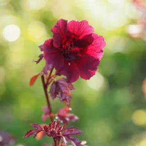 Cranberry Hibiscus Plants, 4 Live Red Hibiscus Flower Starters - 5 Inch Tall