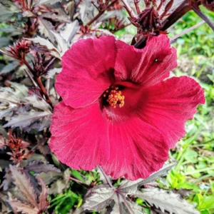 Cranberry Hibiscus Plants, 4 Live Red Hibiscus Flower Starters - 5 Inch Tall