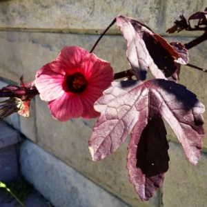 Cranberry Hibiscus Plants, 4 Live Red Hibiscus Flower Starters - 5 Inch Tall