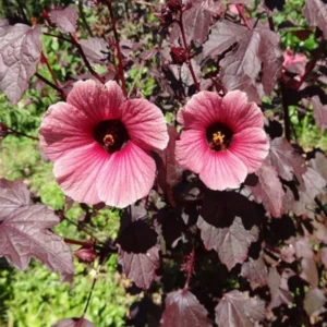 Cranberry Hibiscus Plants Live - Pack of 2 Red Hibiscus Flowering Plants 4-6 inch