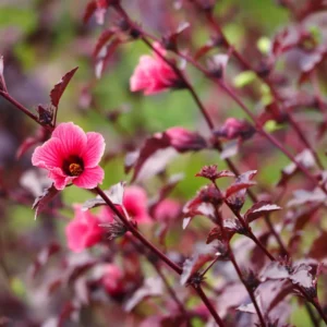 Cranberry Hibiscus Plants Live - Pack of 2 Red Hibiscus Flowering Plants 4-6 inch