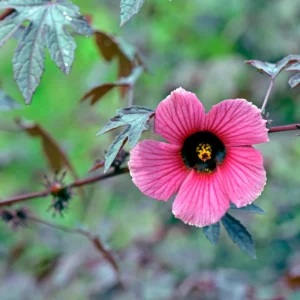 Cranberry Hibiscus Plants Live - Pack of 2 Red Hibiscus Flowering Plants 4-6 inch