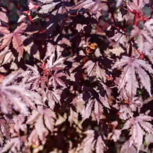 Cranberry Hibiscus Plants Live - Pack of 2 Red Hibiscus Flowering Plants 4-6 inch