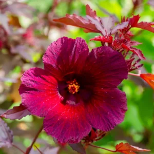 Cranberry Hibiscus Plants Live - Pack of 2 Red Hibiscus Flowering Plants 4-6 inch