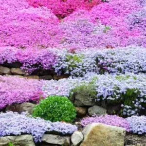 Creeping Phlox Plants - Live Perennials - 4-6 Inch Ornamental Flowers