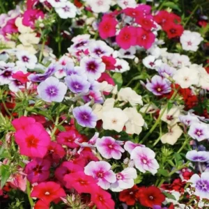 Creeping Phlox Plants - Live Perennials - 4-6 Inch Ornamental Flowers