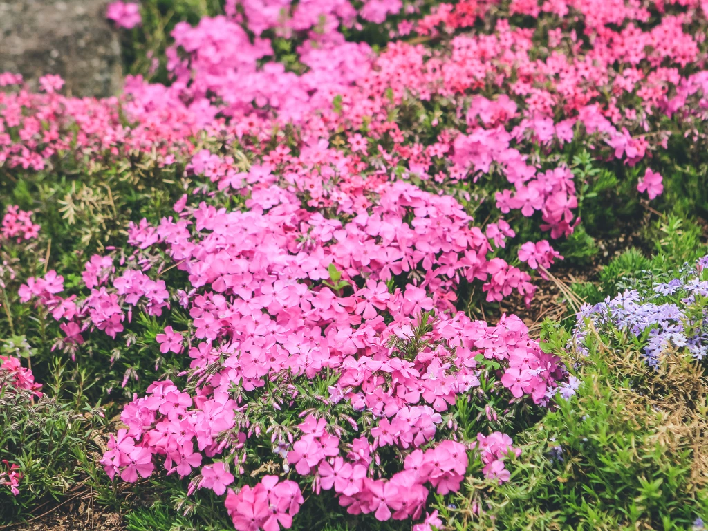 Creeping Phlox