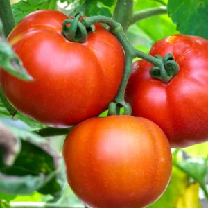 Creole Tomato Plant - Vegetable Plant - 2.5" Pot - Garden Ready