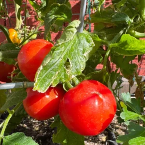 Creole Tomato Plant - Vegetable Plant - 2.5