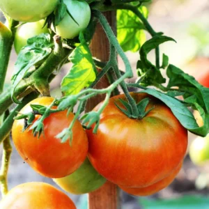 Creole Tomato Plant - Vegetable Plant - 2.5