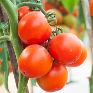 Creole Tomato Plant - Vegetable Plant - 2.5