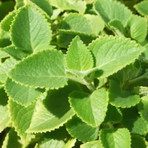 Cuban Oregano Plants - 2 Live Culinary Herbs - 4-6 Inch Height for Planting