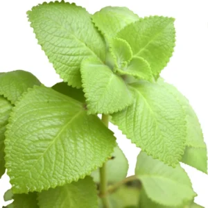 Cuban Oregano Plants - 2 Live Culinary Herbs - 4-6 Inch Height for Planting