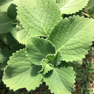 Cuban Oregano Plants - 2 Live Culinary Herbs - 4-6 Inch Height for Planting