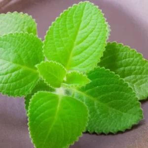 Cuban Oregano Plants Live - 2 Pack, Indoor Herb, 4-6 Inch, Well Rooted