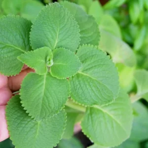 Cuban Oregano Plants Live - 2 Pack, Indoor Herb, 4-6 Inch, Well Rooted