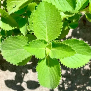 Cuban Oregano Plants Live - 2 Pack, Indoor Herb, 4-6 Inch, Well Rooted