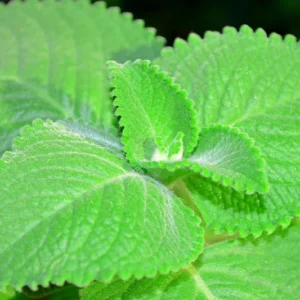 Cuban Oregano Plants Live - 2 Pack, Indoor Herb, 4-6 Inch, Well Rooted