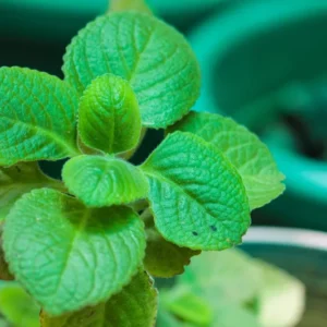 Cuban Oregano Plants Live - 2 Pack, Indoor Herb, 4-6 Inch, Well Rooted