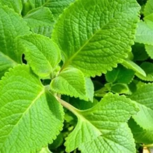 Cuban Oregano Plants Live Set - 2 Green Mexican Mint Plants, 3-6 Inch Tall, Spanish Thyme