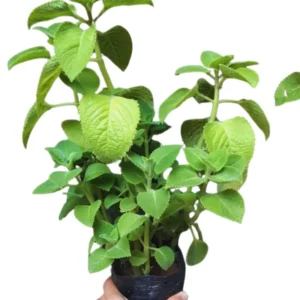 Cuban Oregano Plants Live Set - 2 Green Mexican Mint Plants, 3-6 Inch Tall, Spanish Thyme