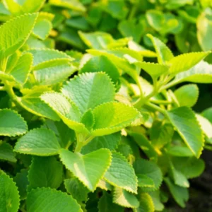 Cuban Oregano Plants Live Set - 2 Green Mexican Mint Plants, 3-6 Inch Tall, Spanish Thyme