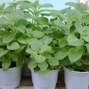 Cuban Oregano Plants Live Set - 2 Green Mexican Mint Plants, 3-6 Inch Tall, Spanish Thyme