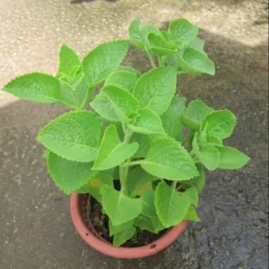Cuban Oregano Plants Live Set - 2 Green Mexican Mint Plants, 3-6 Inch Tall, Spanish Thyme