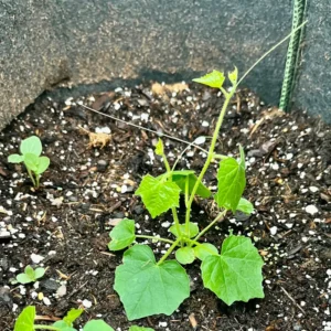 Cucamelon Plant - 4 Inch Pot - Mini Cucumber Growing Plant - 4-8 Inch
