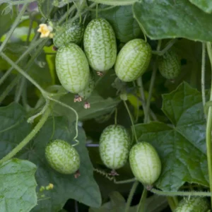 Cucamelon Plant - 4 Inch Pot - Mini Cucumber Growing Plant - 4-8 Inch