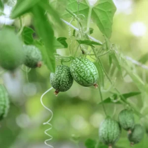 Cucamelon Plant - 4 Inch Pot - Mini Cucumber Growing Plant - 4-8 Inch