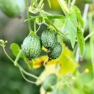 Cucamelon Plant - 4 Inch Pot - Mini Cucumber Growing Plant - 4-8 Inch