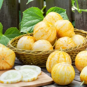 Cucumber Seeds for Planting - Vegetable Seeds - 100 Seeds - Garden Seed