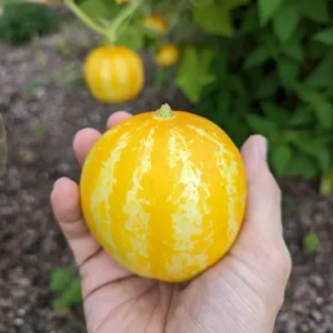 Cucumber Seeds for Planting - Vegetable Seeds - 100 Seeds - Garden Seed