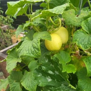 Cucumber Seeds for Planting - Vegetable Seeds - 100 Seeds - Garden Seed