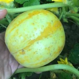 Cucumber Seeds for Planting - Vegetable Seeds - 100 Seeds - Garden Seed