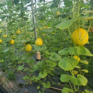 Cucumber Seeds for Planting - Vegetable Seeds - 100 Seeds - Garden Seed