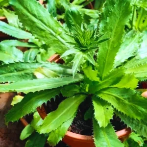 Culantro Seeds - 1000 Recao Cilantro Vegetable Seeds for Garden Growing