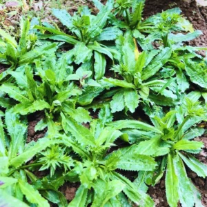 Culantro Seeds - Recao Cilantro Vegetable Seeds for Home Garden Planting