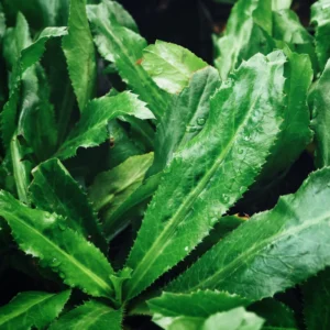 Culantro Seeds - Recao Cilantro Vegetable Seeds for Home Garden Planting