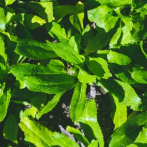 Culantro Seeds - Recao Cilantro Vegetable Seeds for Home Garden Planting