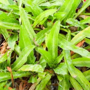 Culantro Seeds - Recao Cilantro Vegetable Seeds for Home Garden Planting