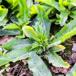 Culantro Seeds - Recao Cilantro Vegetable Seeds for Home Garden Planting